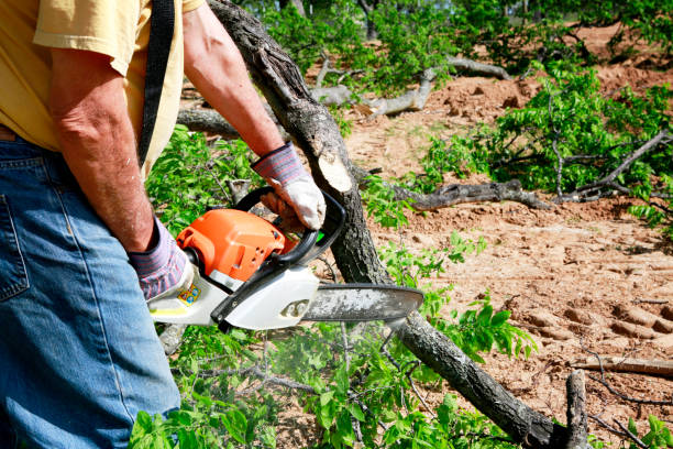 Best Local Tree Services  in Deville, AL